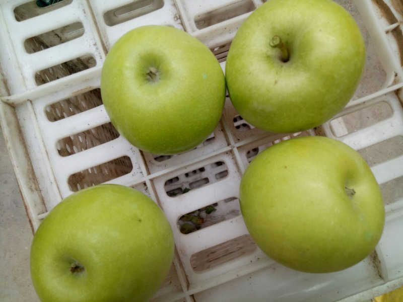 晨阳苹果，秦阳苹果，美八苹果，鲁丽苹果🍎