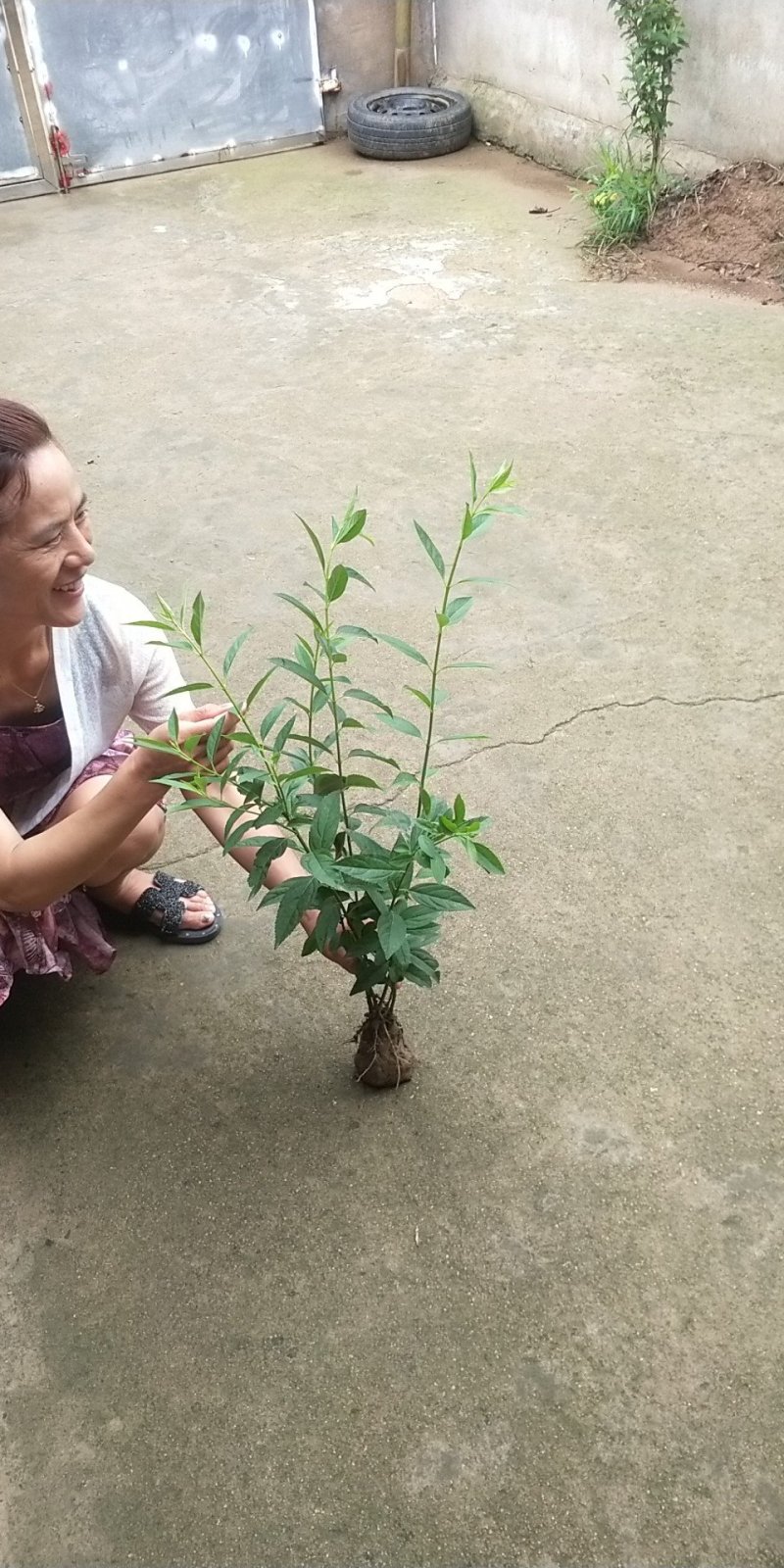 当年连翘苗组装五分枝