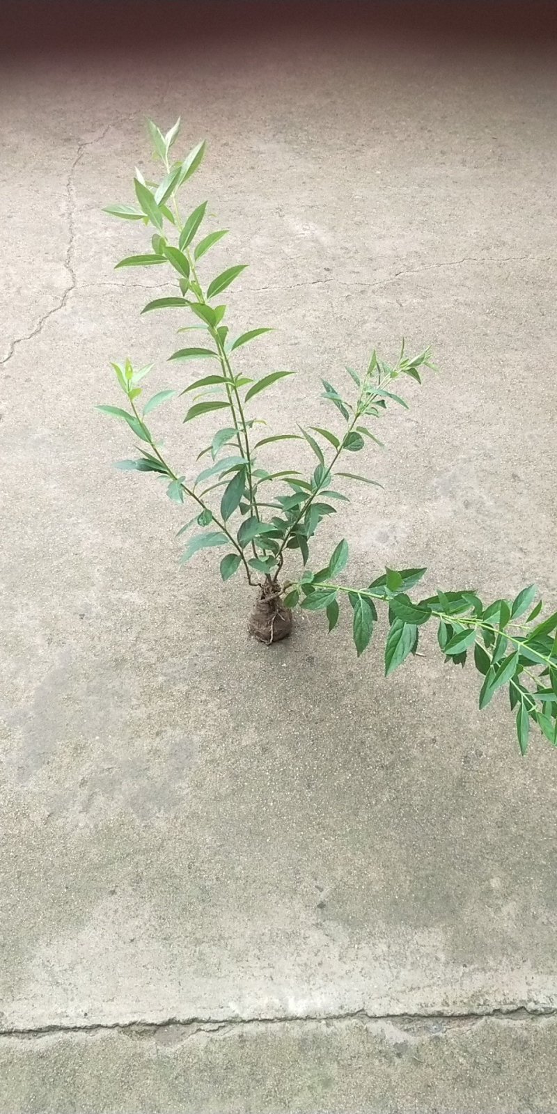 当年连翘苗组装五分枝