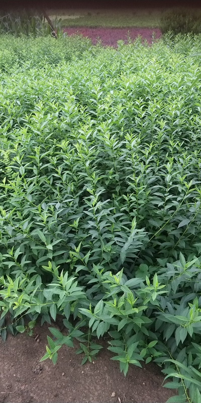 当年连翘苗组装五分枝