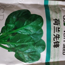 菠菜种子荷兰先锋菠菜种子