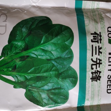 菠菜种子荷兰先锋菠菜种子