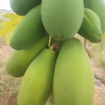 水果木瓜