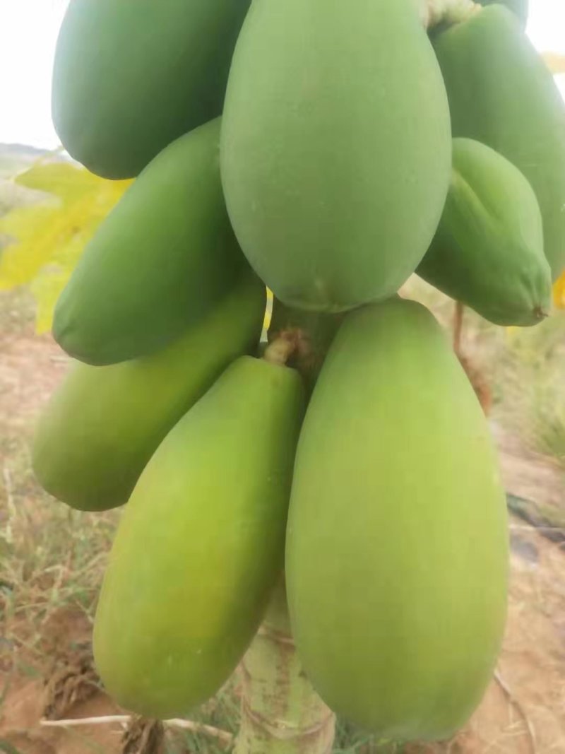 水果木瓜