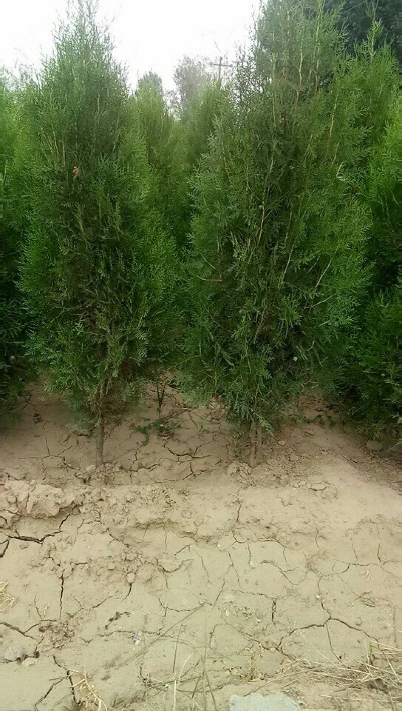 杯装侧柏苗，，营养袋侧柏，罗根侧柏。