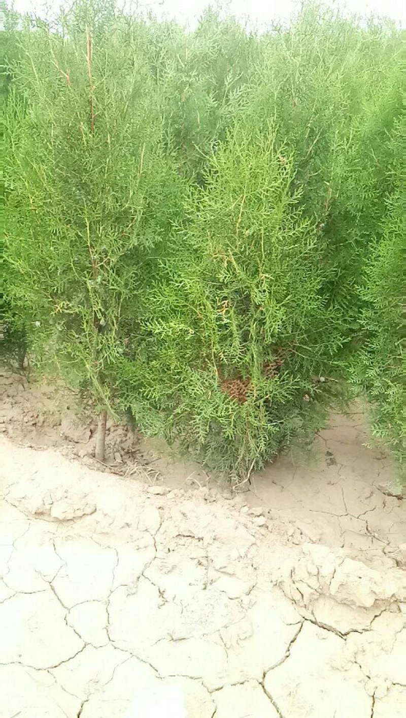 杯装侧柏苗，，营养袋侧柏，罗根侧柏。