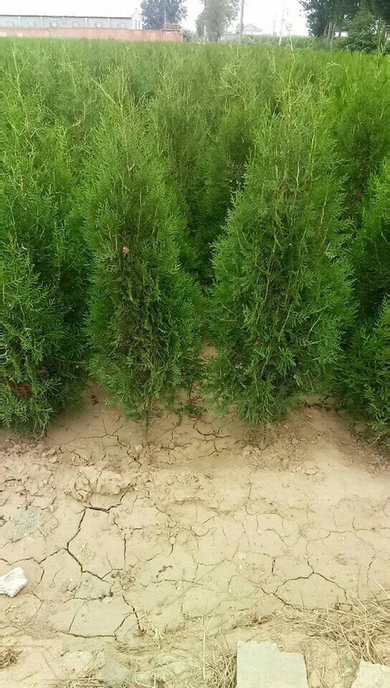 杯装侧柏苗，，营养袋侧柏，罗根侧柏。