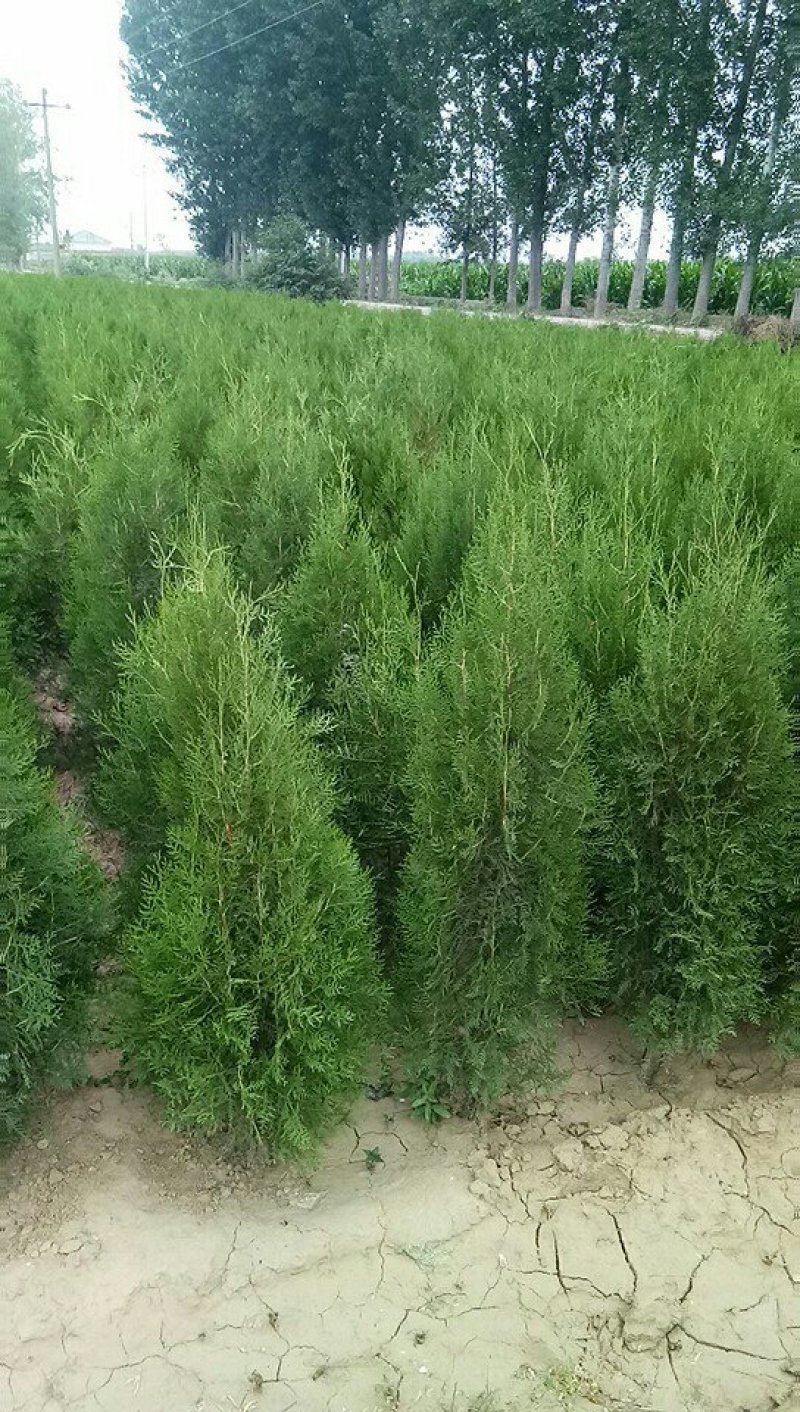 杯装侧柏苗，，营养袋侧柏，罗根侧柏。