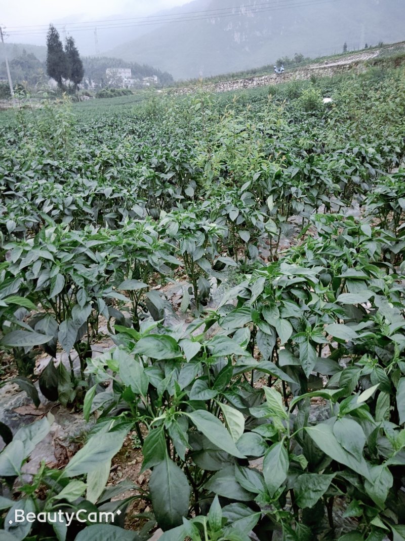 精品薄皮大青椒