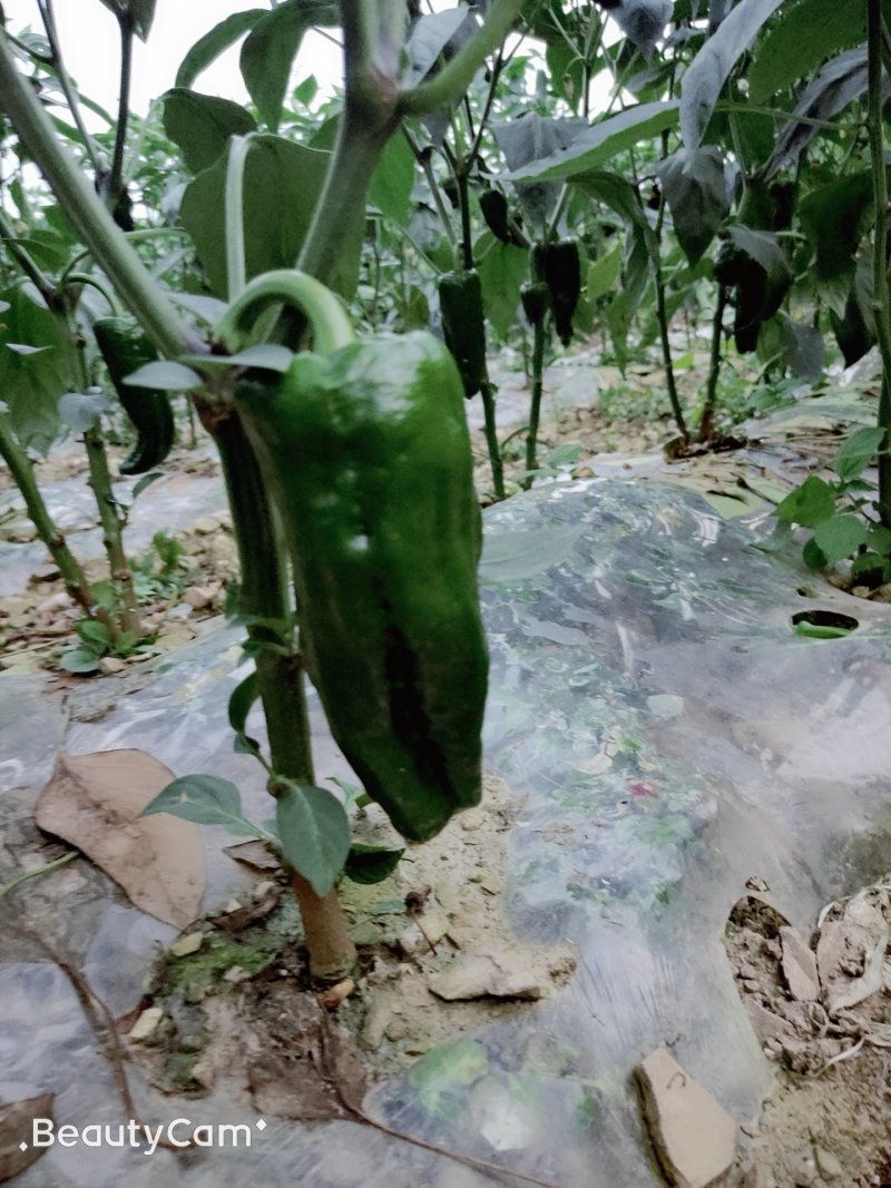 精品薄皮大青椒