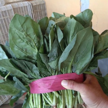 上等的菠菜