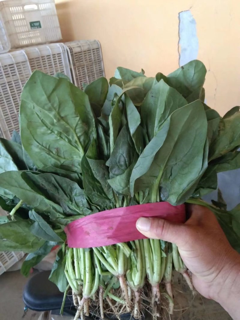 上等的菠菜