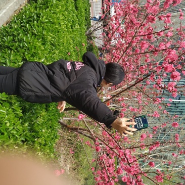 苹果