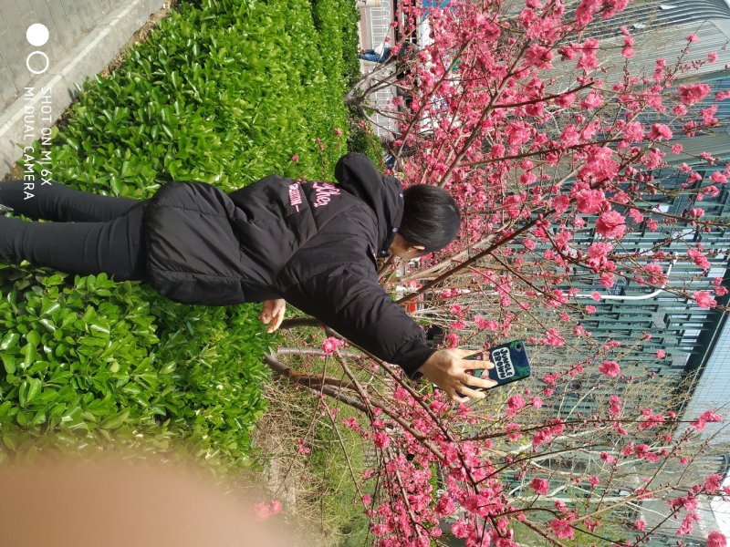 苹果
