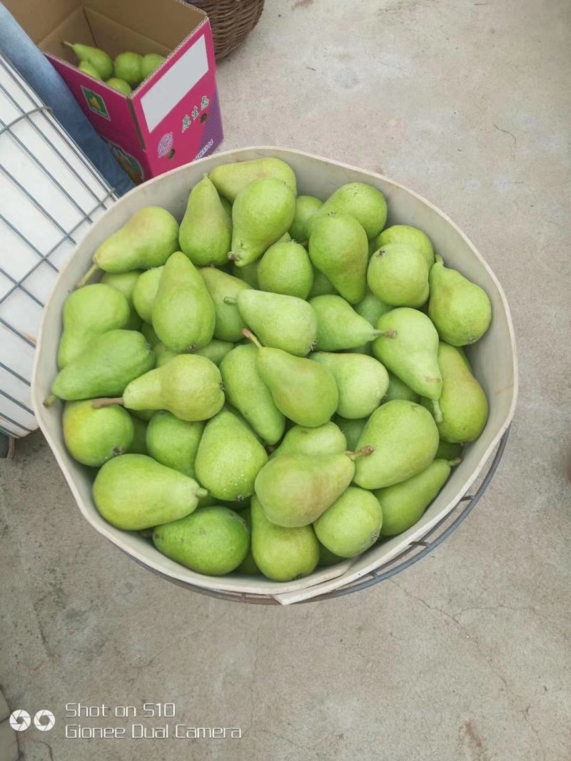 三季梨红不软桃