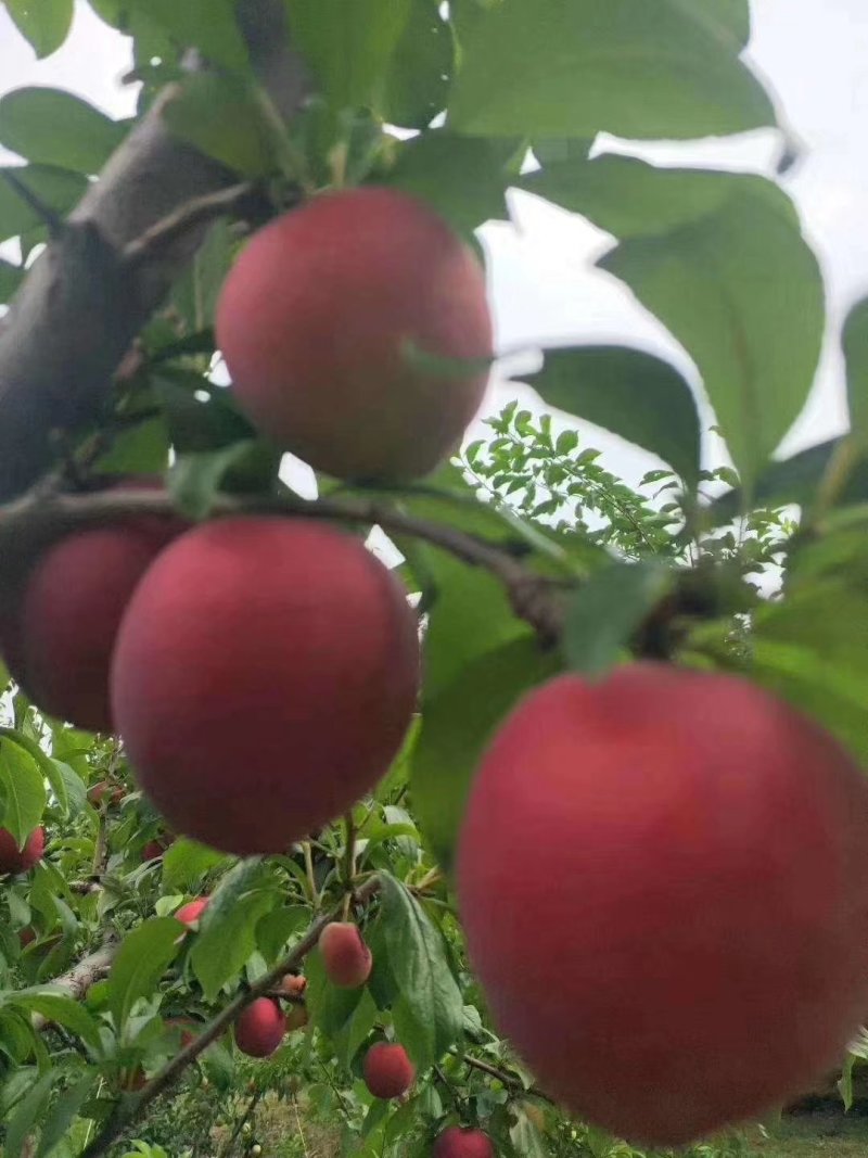 三季梨红不软桃