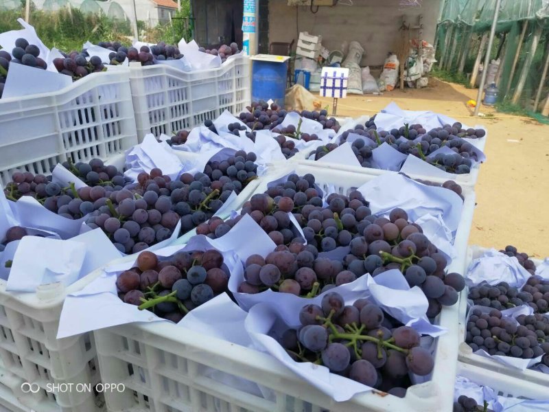 20亩夏黑开园