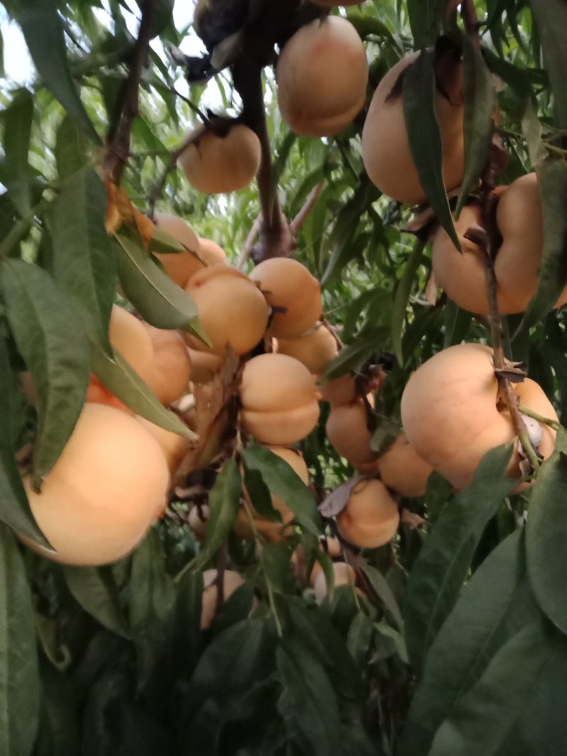 毛桃