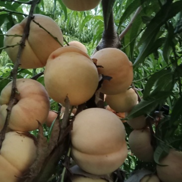 毛桃