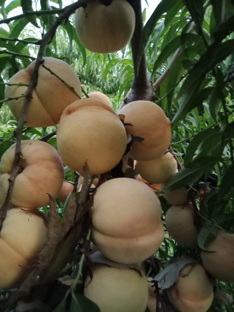 毛桃
