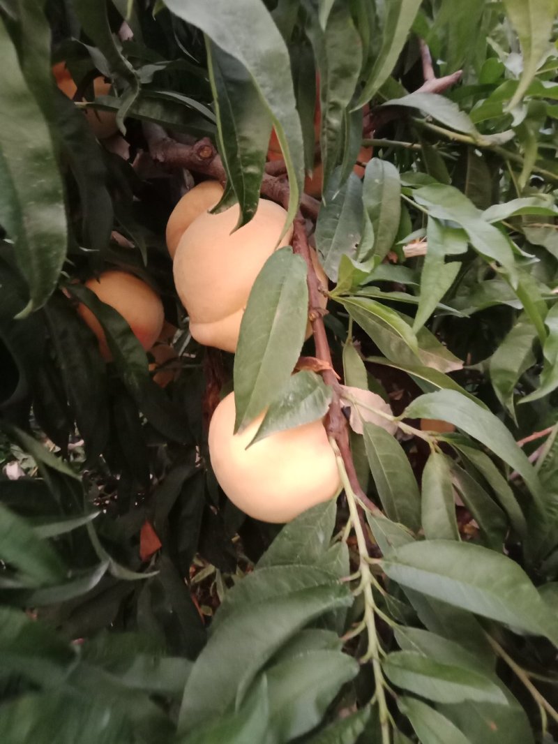 毛桃