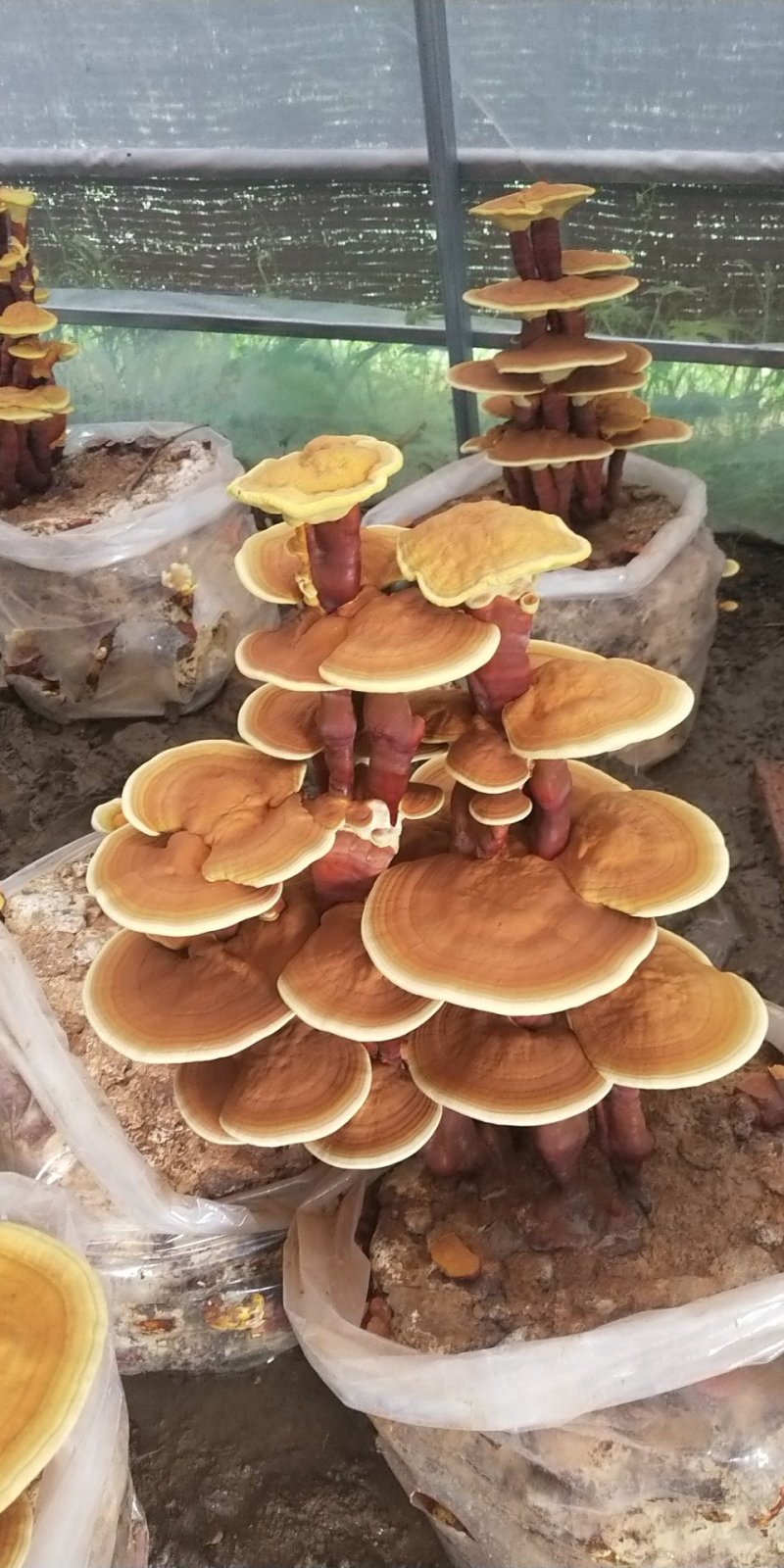 灵芝，灵芝孢子粉