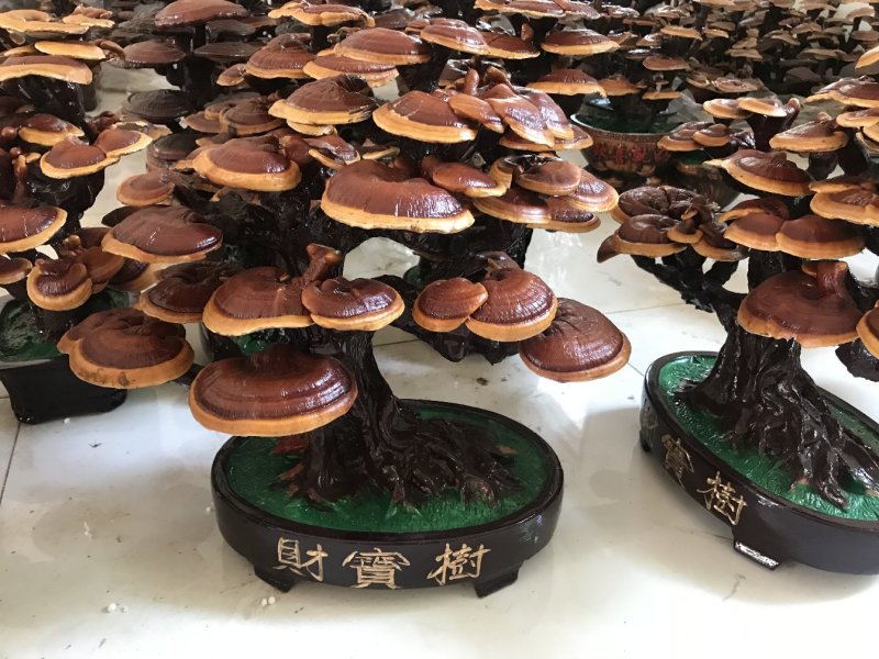 灵芝，灵芝孢子粉