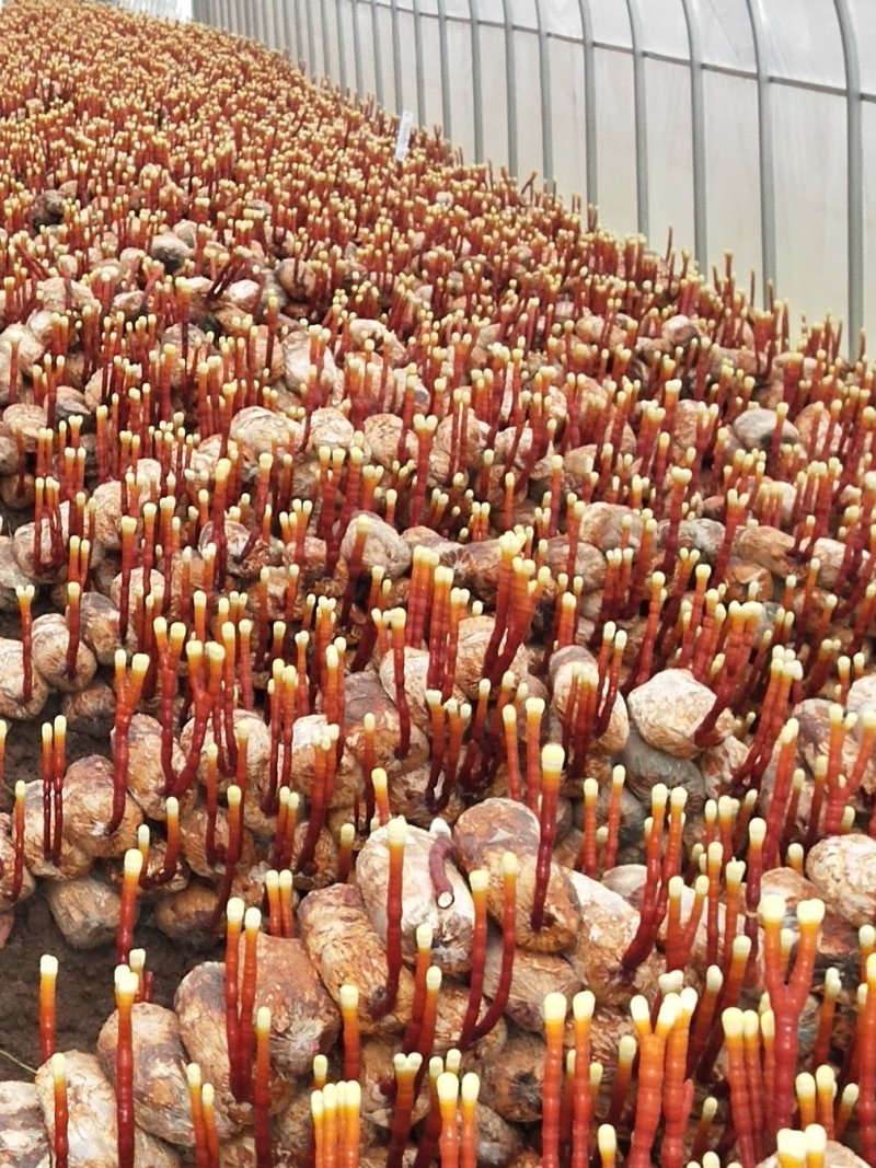 灵芝，灵芝孢子粉