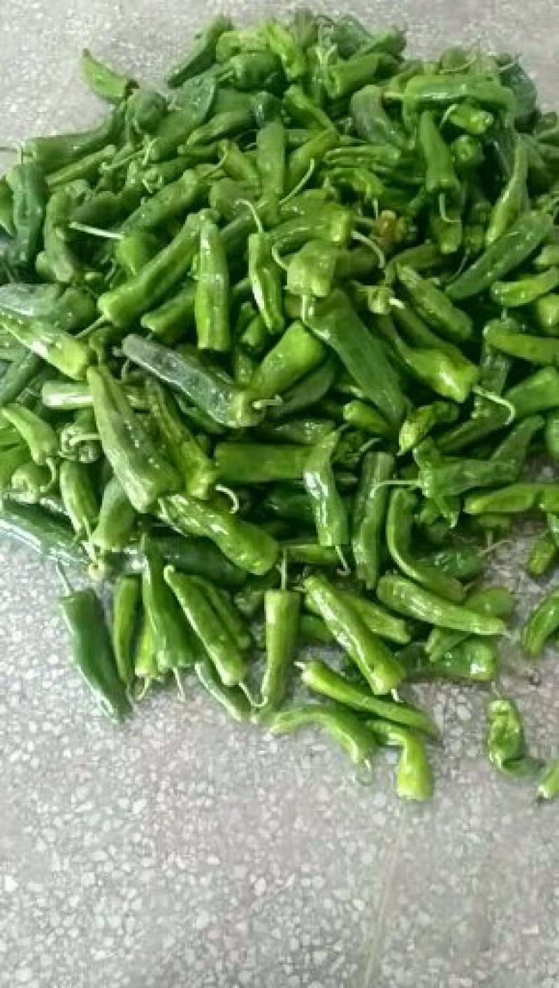 河南商丘万亩精品牛角椒大量上市。视频看货，质量保证。