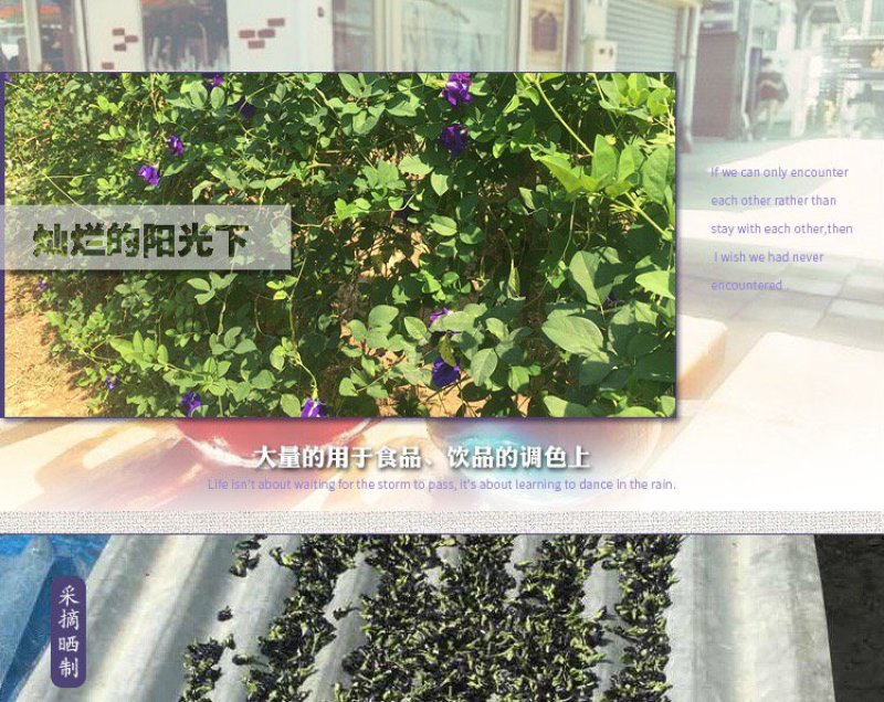 蓝蝴蝶蝶豆花天然色素让您的产品有色