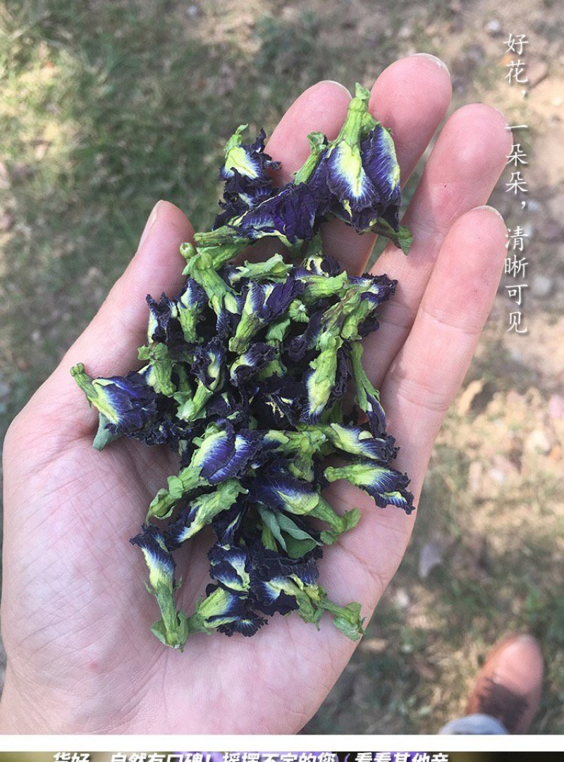 蓝蝴蝶蝶豆花天然色素让您的产品有色