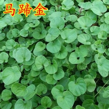马蹄金种子绿化草坪种子小金钱草铜钱草种子牧草种子