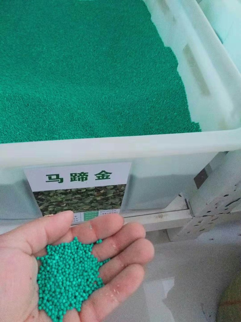 马蹄金种子绿化草坪种子小金钱草铜钱草种子牧草种子