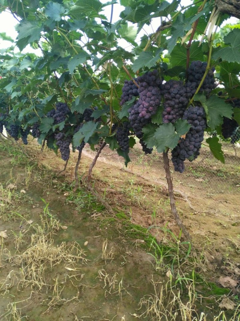 甜蜜蓝宝石嫁接葡萄苗基地直销假一赔十地栽盆栽南北方种植