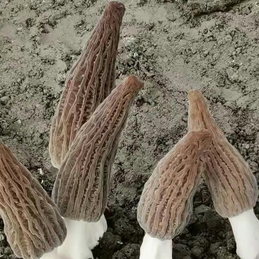 预定羊肚菌菌棒栗蘑菌棒