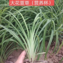 大花萱草