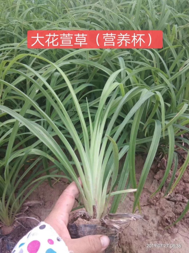 大花萱草