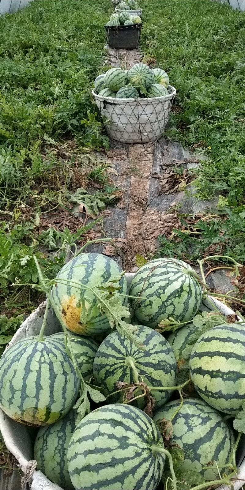 美都西瓜大红黑子大量上市