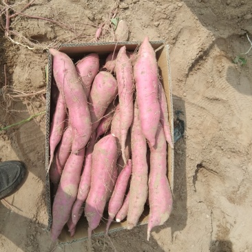河北邯郸临漳白心商薯19河北纯沙地种植助农产品