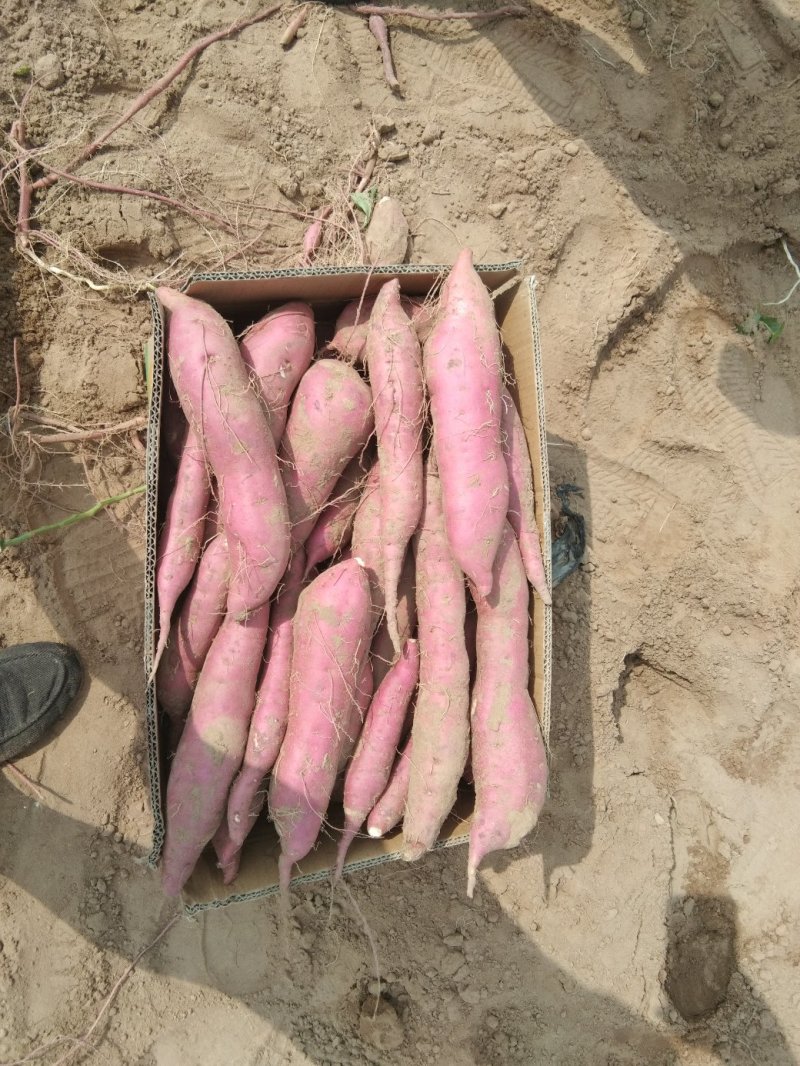 河北邯郸临漳白心商薯19河北纯沙地种植助农产品