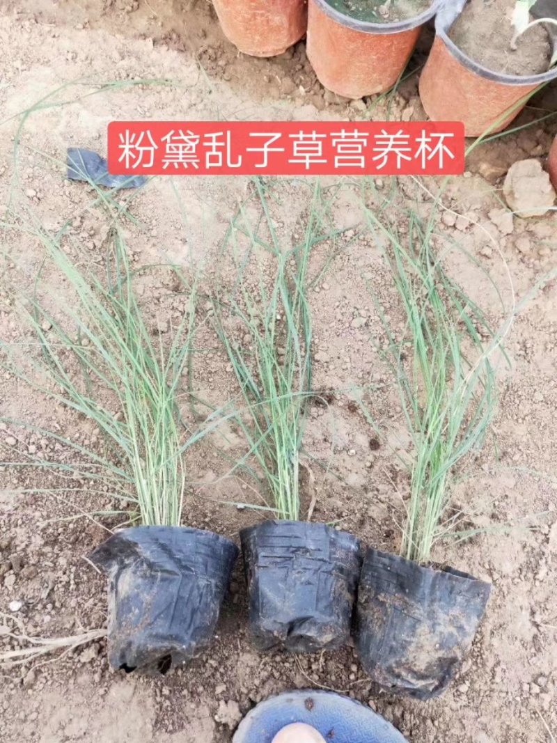 多牙粉黛乱子草