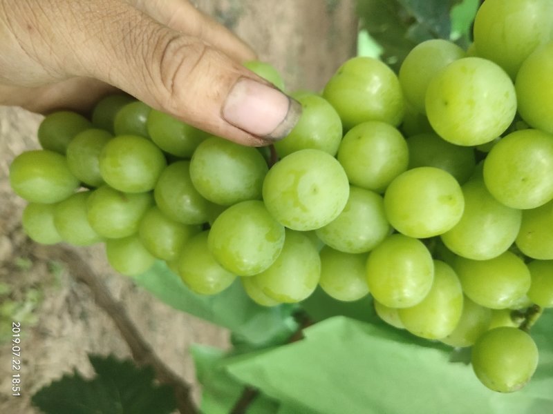 阳光玫瑰葡萄，