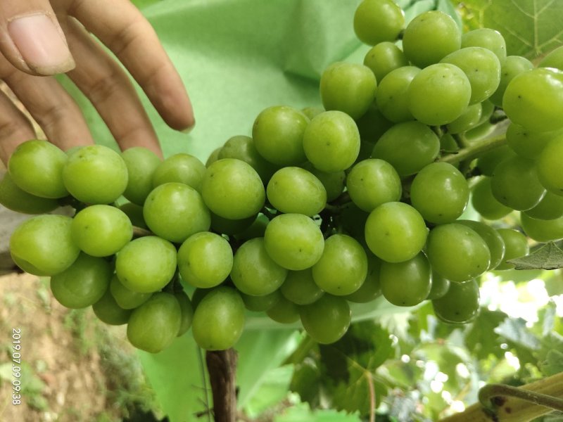 阳光玫瑰葡萄，