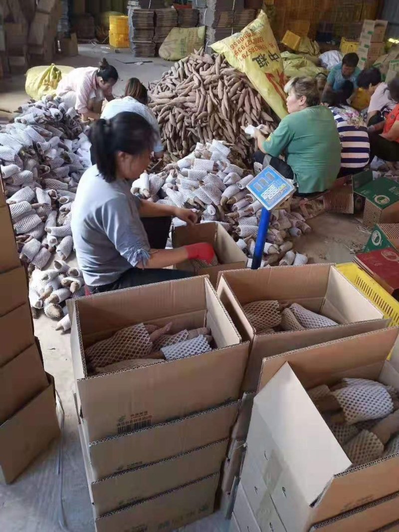 陕西大荔板栗红薯沙地秦薯一件代发