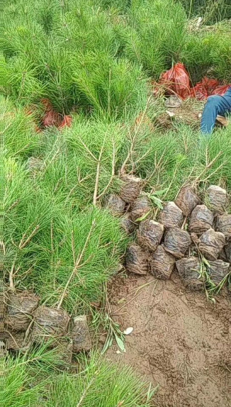 油松，各种杯型杯型都有，需要高度可质询。