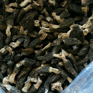 优质羊肚菌