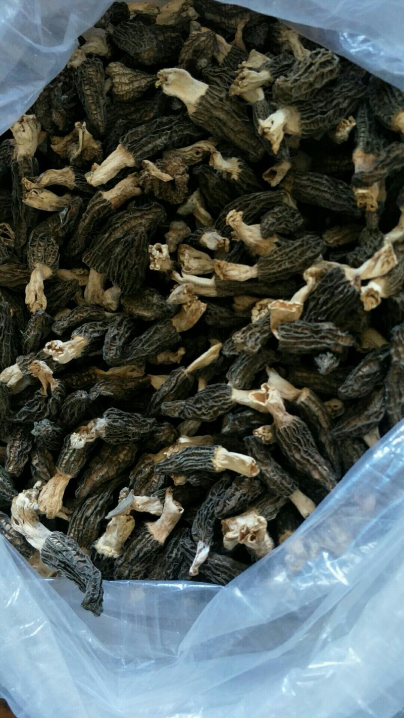 优质羊肚菌