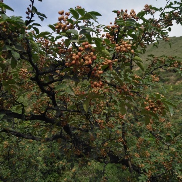 富平花椒麻香天下