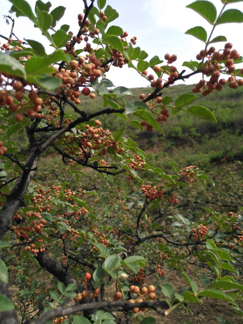 富平花椒麻香天下