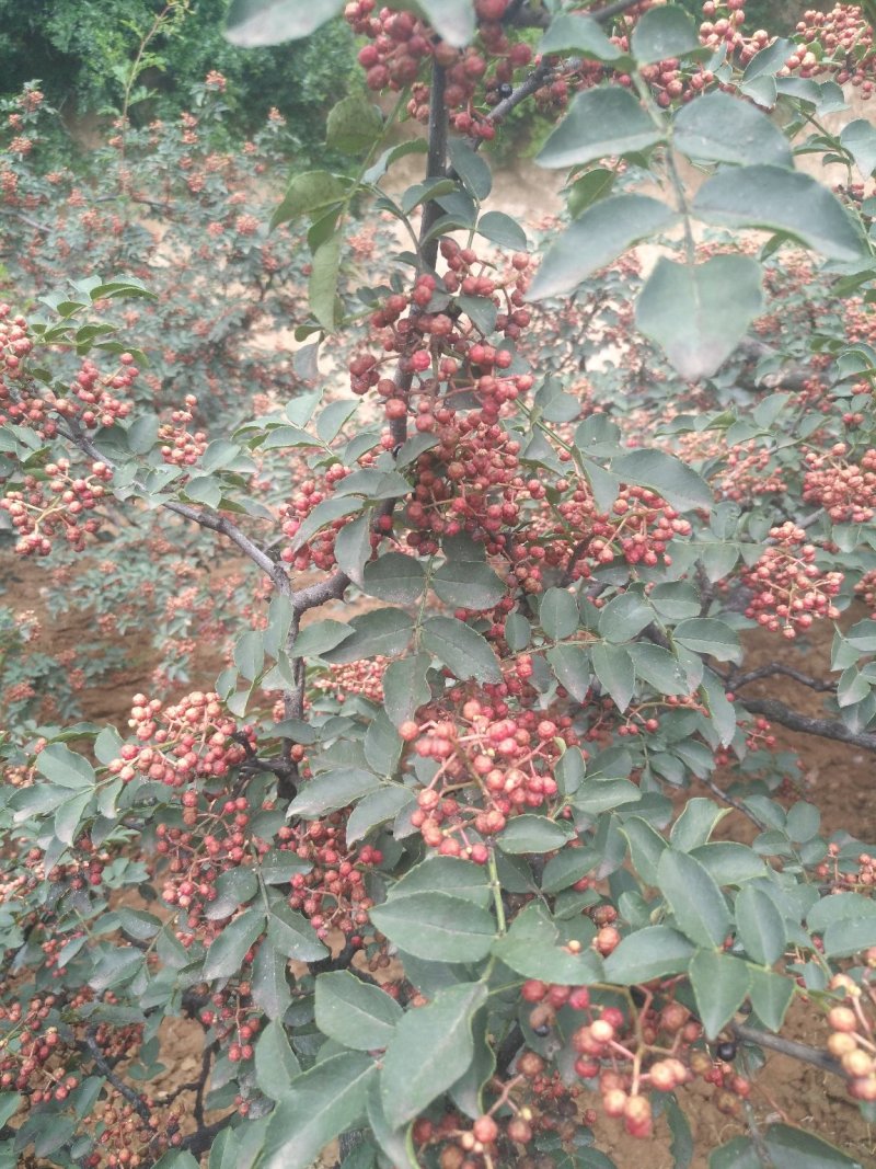 富平花椒麻香天下